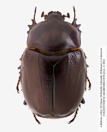 Phyllognathus excavatus, femmina